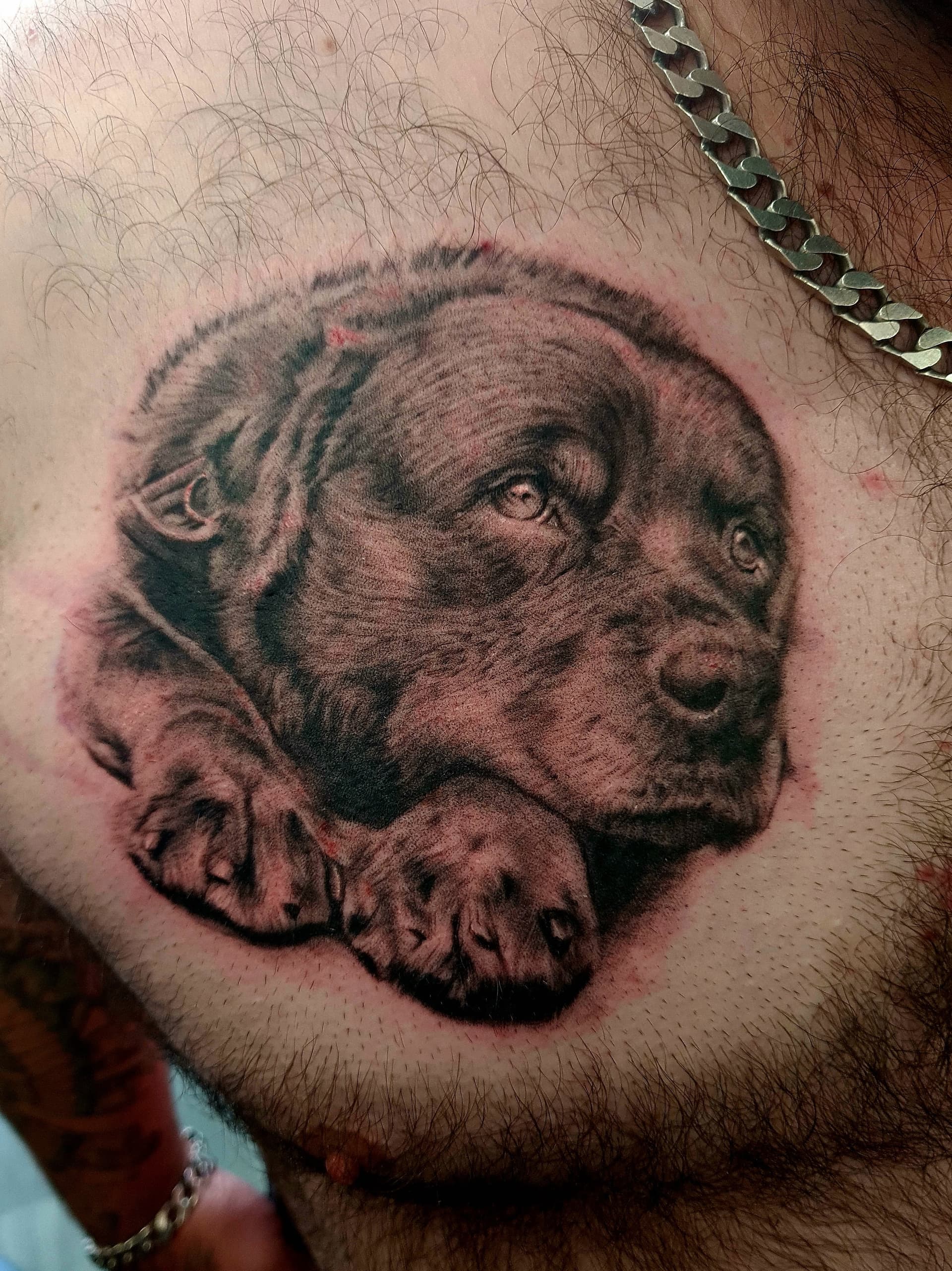 Detailed black and grey realism tattoo of a resting dog on chest.