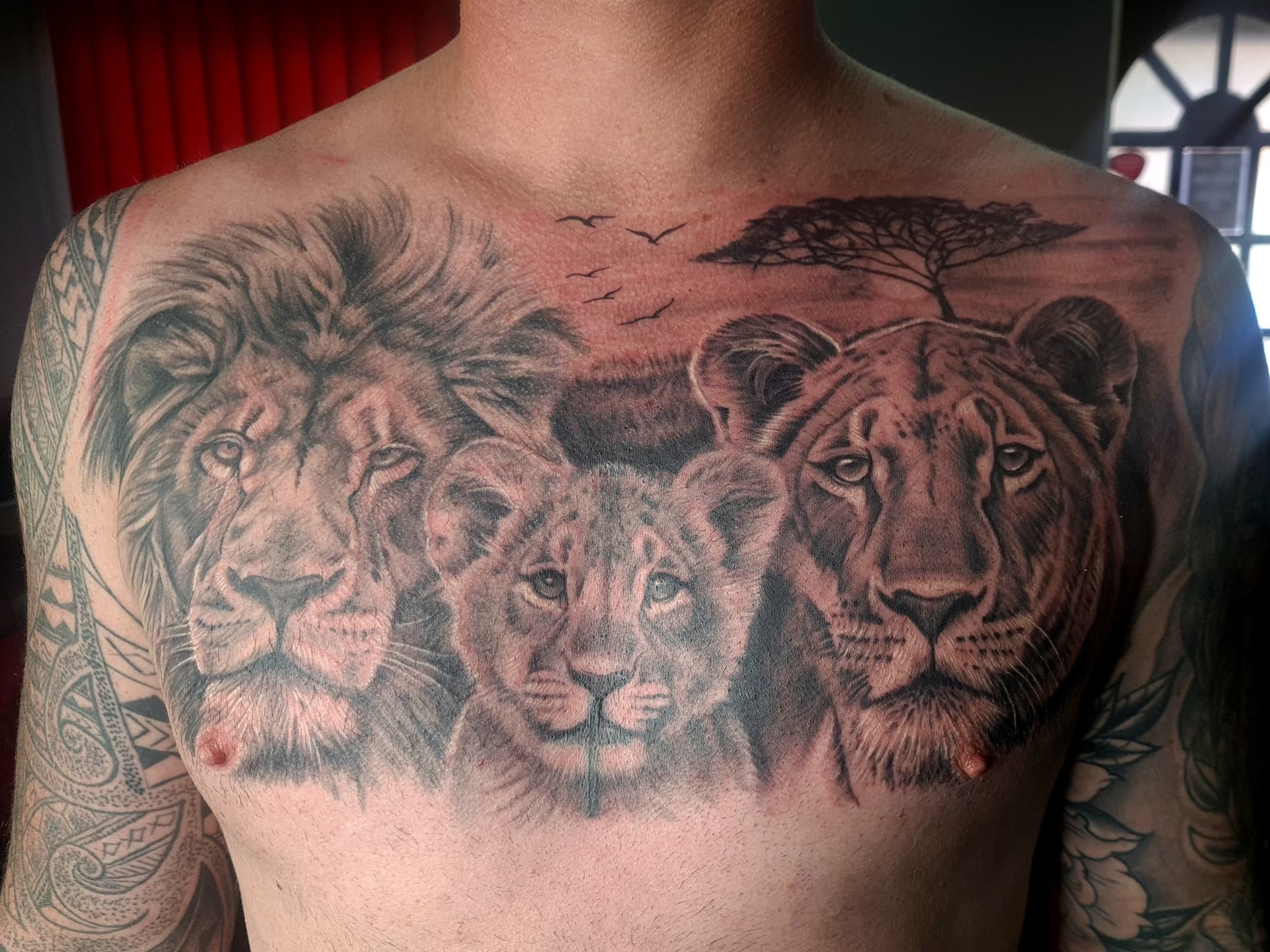 Three lion tattoos in black and grey realism style on chest, showcasing detailed animal portraits.