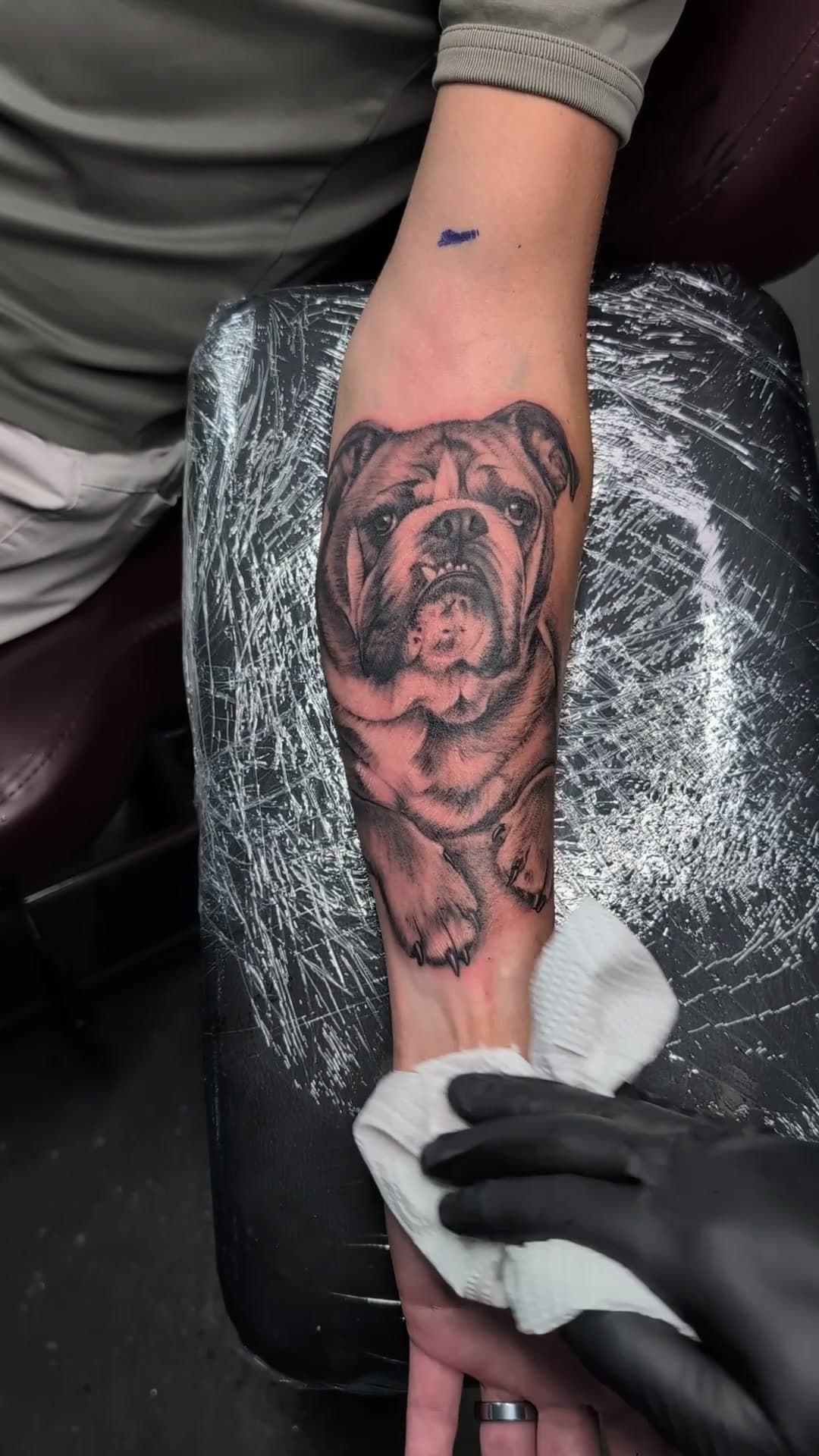 Realistic bulldog portrait forearm tattoo, stencil to reveal